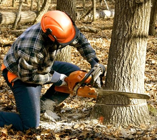 Tree Removal in Brohman, MI